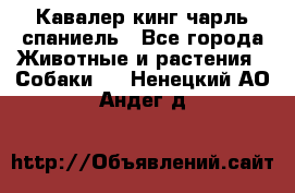 Кавалер кинг чарль спаниель - Все города Животные и растения » Собаки   . Ненецкий АО,Андег д.